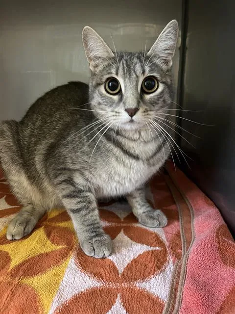 A young small-sized female Domestic Short Hair cat named Veronica for adoption in Santa Cruz, CA