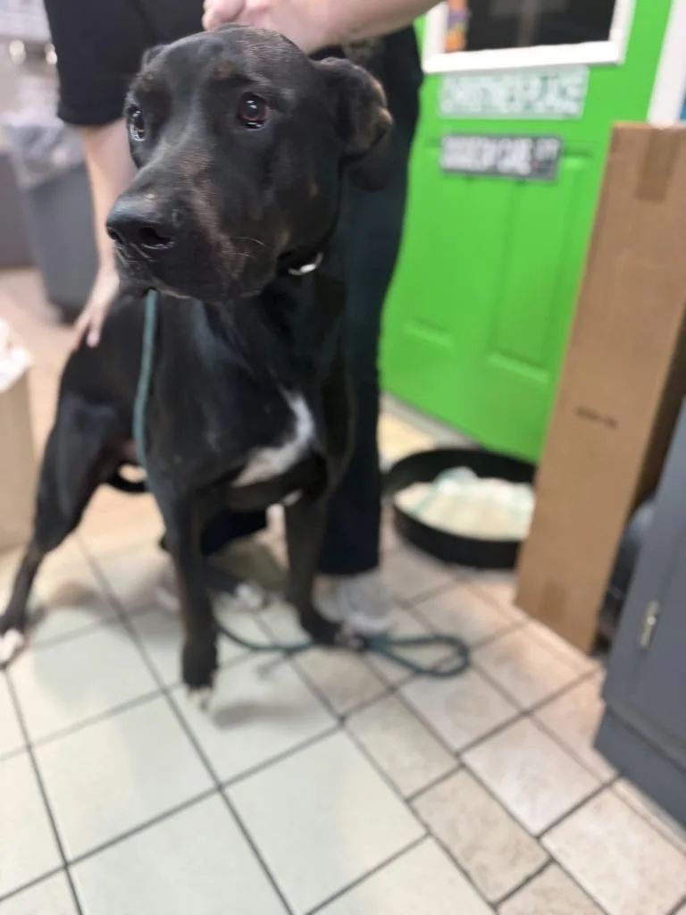 A young large-sized female Great Dane dog named Judy for adoption in Sebastian, FL