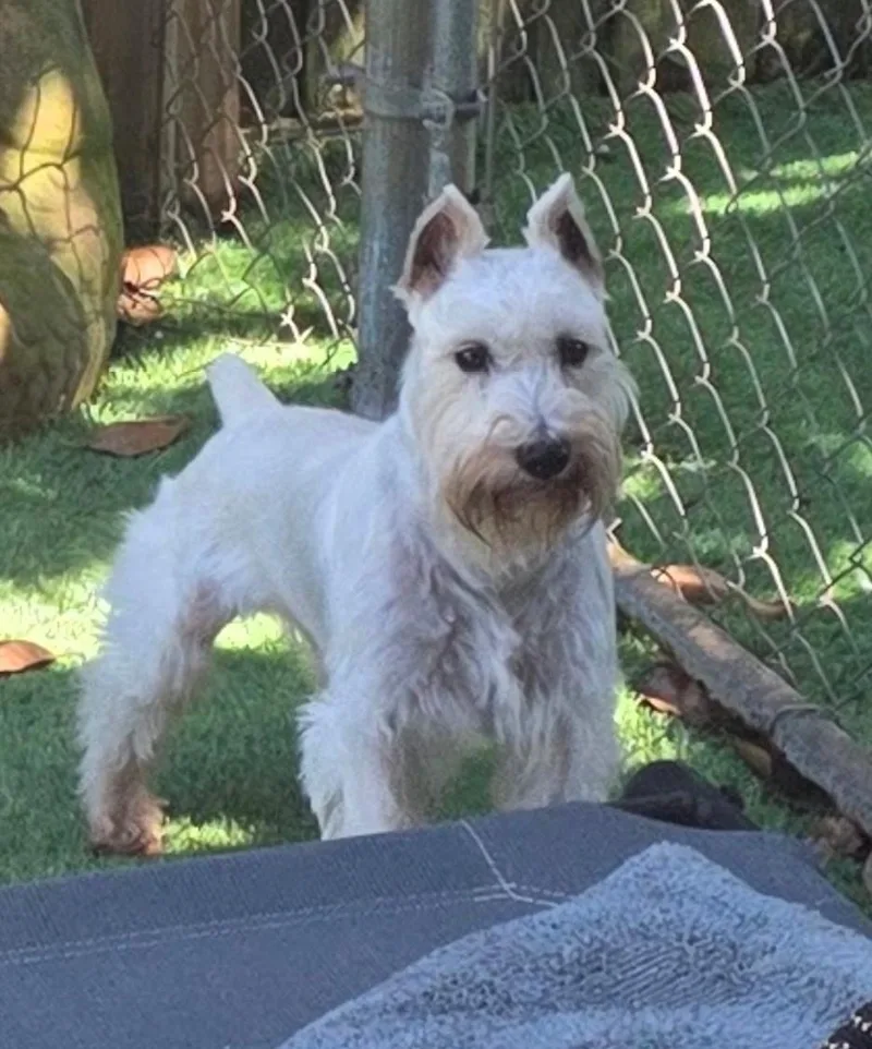 An adult small-sized male White / Cream Schnauzer dog named Duffy for adoption in Mary Esther, FL