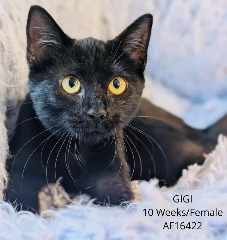 Gigi