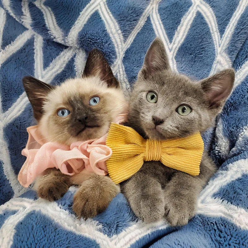 A baby medium-sized male Seal Point Siamese cat named Roman & Helvetica for adoption in Ottawa, IL