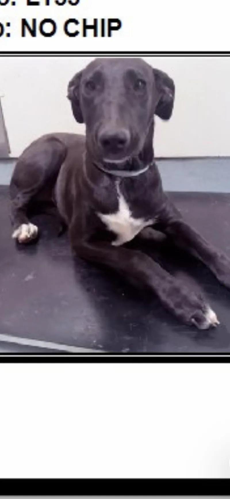 A young large-sized female Labrador Retriever dog named Everest for adoption in San Diego, CA
