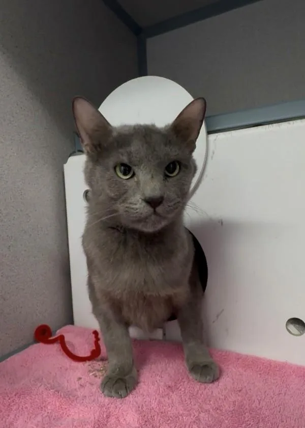 An adult medium-sized female Domestic Short Hair cat named Scribble for adoption in Skillman, NJ