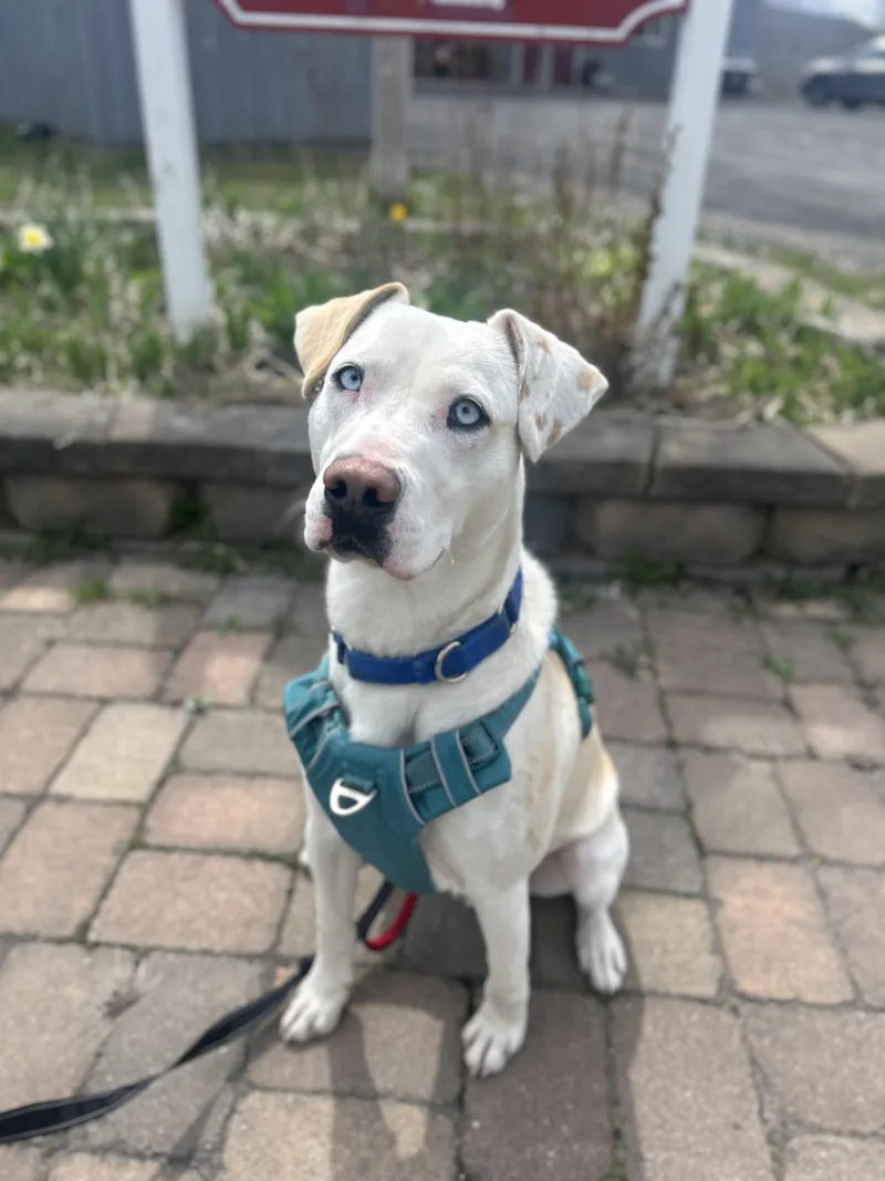 An adult medium-sized male Mixed Breed dog named Patches for adoption in Howes Cave, NY