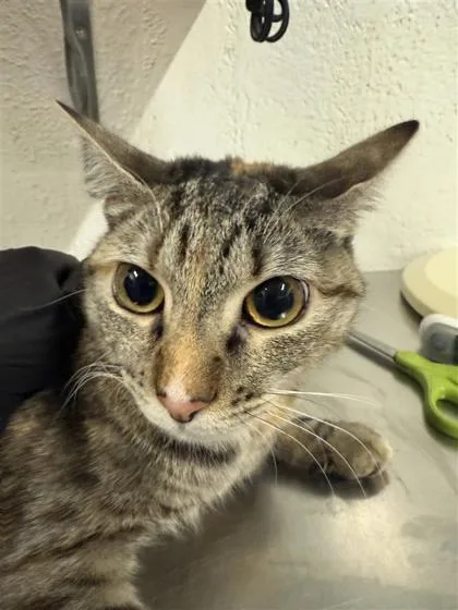 An adult small-sized female Domestic Short Hair cat named Cinnamon for adoption in Largo, FL