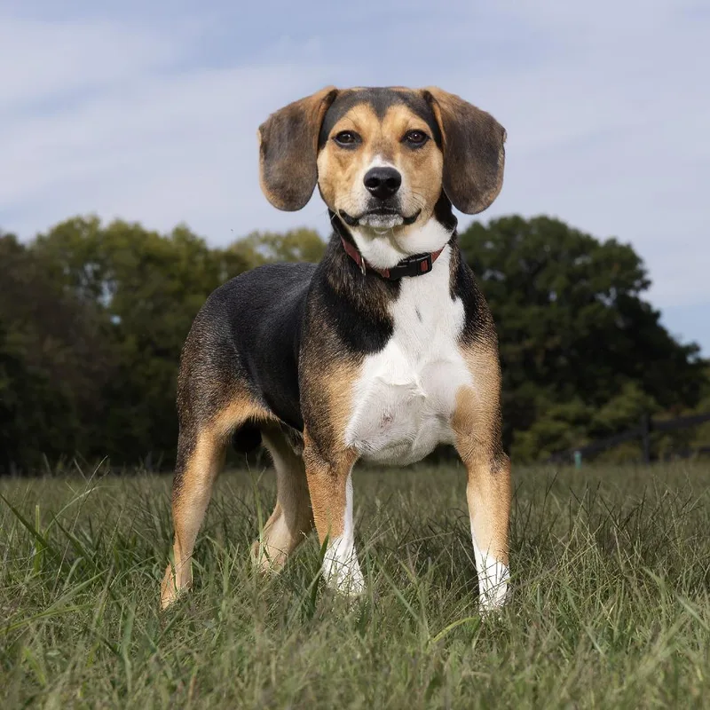 An adult medium-sized male Yellow / Tan / Blond / Fawn Mixed Breed dog named Dipper for adoption in Franklin, TN