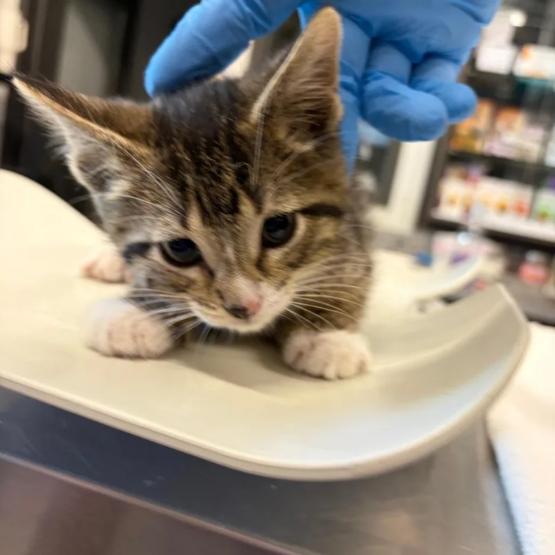 A baby small-sized male Brown / Chocolate Domestic Short Hair cat named Waterloo for adoption in Hinsdale, IL