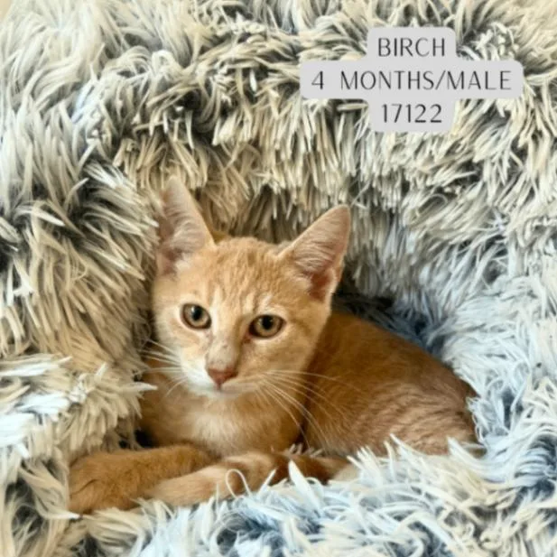 A young medium-sized male Tabby (Buff / Tan / Fawn) Domestic Short Hair cat named Birch for adoption in Supply, NC