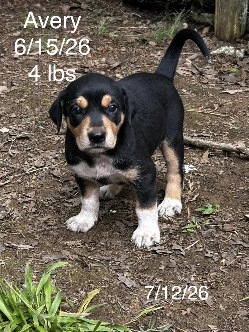 A baby small-sized female Terrier dog named Avery for adoption in Welling, OK