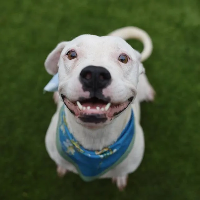 An adult medium-sized female American Staffordshire Terrier dog named Trinity for adoption in San Antonio, TX