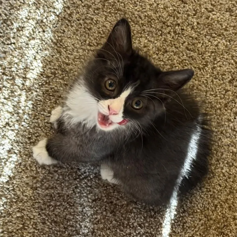 A baby small-sized male Black & White / Tuxedo Domestic Short Hair cat named Commander Biermann Schneider for adoption in Morrison, CO