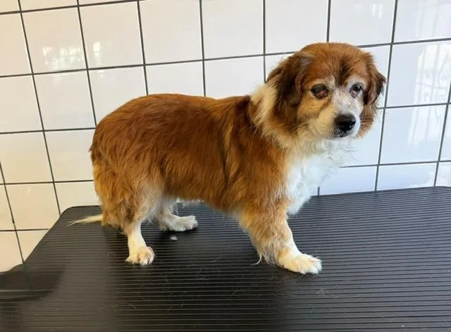 A senior medium-sized female Dachshund dog named Lucy for adoption in Downey, CA