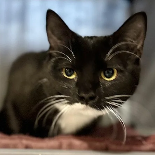 A young small-sized female Black & White / Tuxedo Domestic Short Hair cat named Nova for adoption in Alexandria, VA