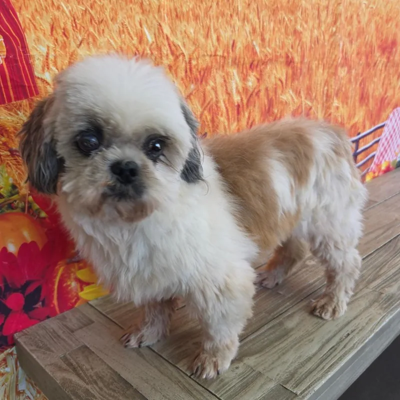A senior small-sized male White / Cream Shih Tzu dog named James Bond for adoption in Normal, IL