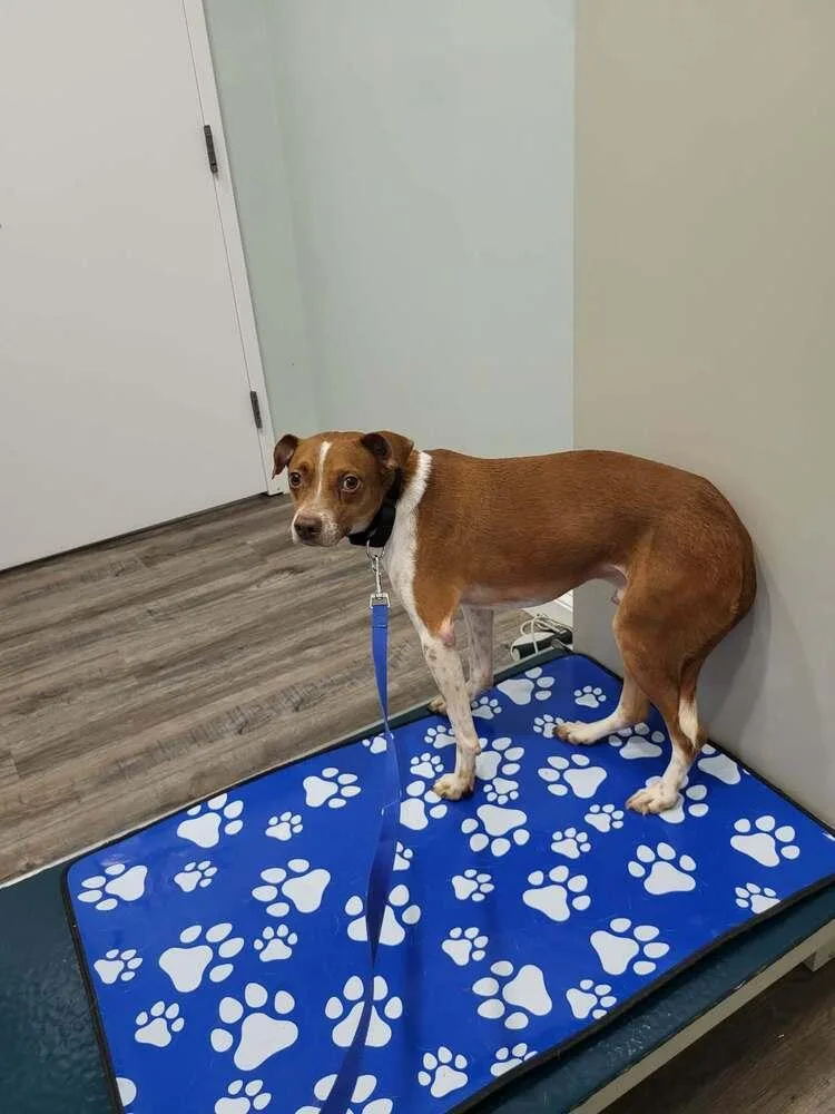 An adult medium-sized male Chihuahua dog named George for adoption in Pottstown, PA