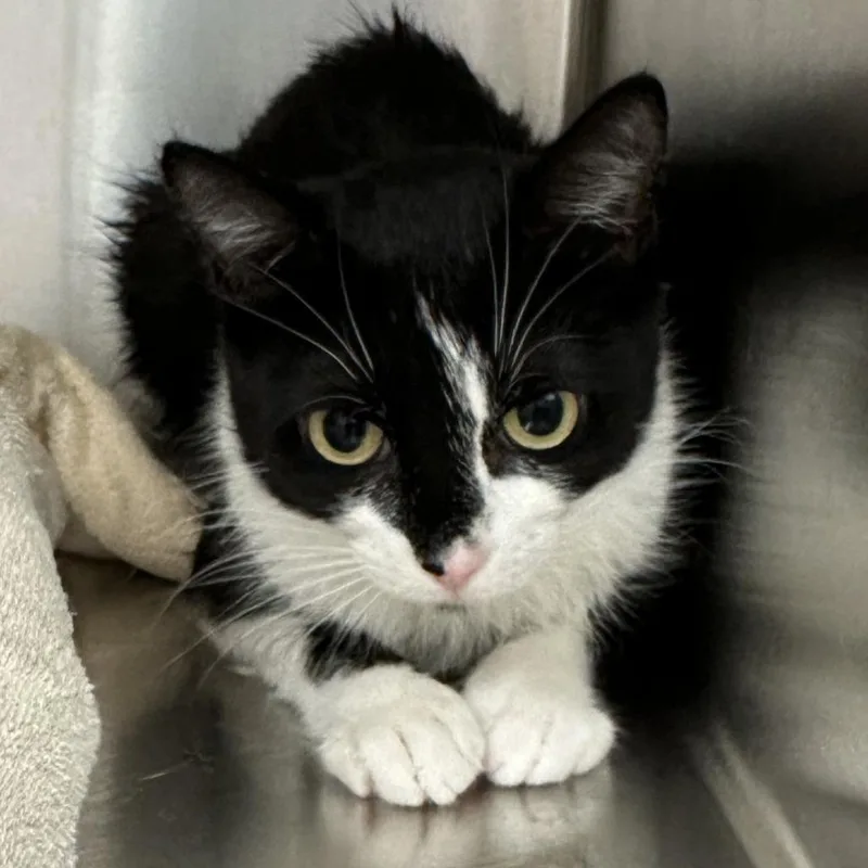 A young medium-sized female Black Domestic Short Hair cat named Mamma Mia! for adoption in Naperville, IL