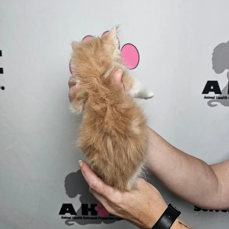 A baby small-sized male Cream / Ivory American Shorthair cat named Tango for adoption in Milton, FL