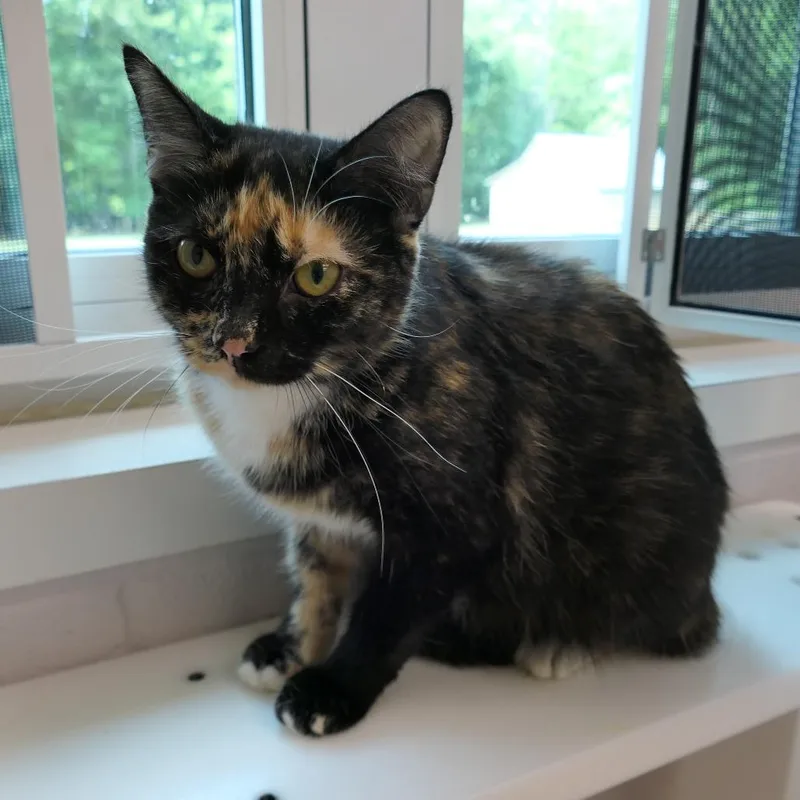 An adult medium-sized female Calico Domestic Short Hair cat named Rose for adoption in Mebane, NC