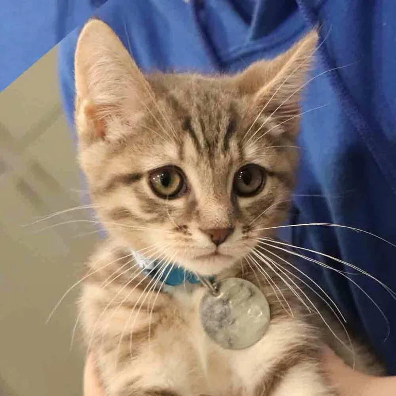 A baby small-sized male Domestic Short Hair cat named Squiggle for adoption in Port Washington, NY