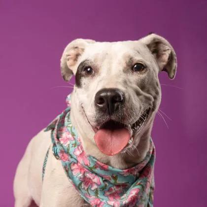 An adult medium-sized female Labrador Retriever dog named Waffle House for adoption in Atlanta, GA