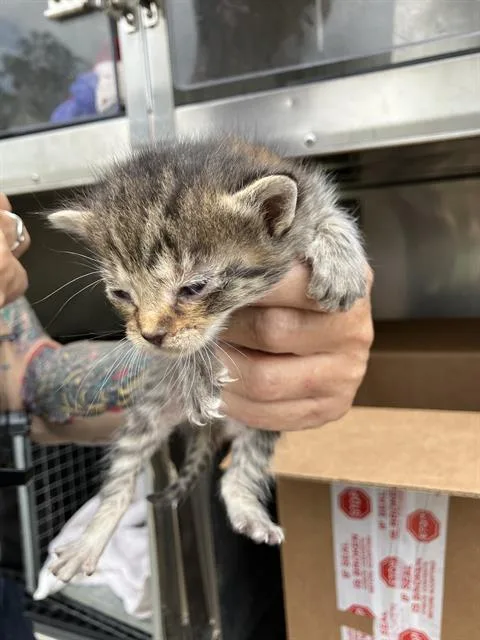 A baby medium-sized female Domestic Short Hair cat named Jessica for adoption in Dallas, TX