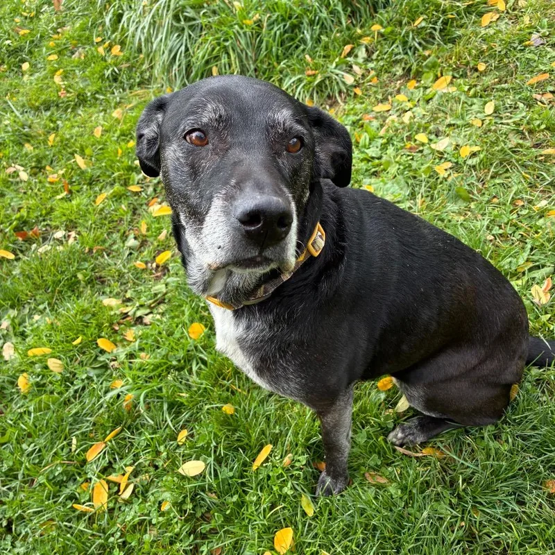 A senior large-sized female Black Labrador Retriever dog named Amina for adoption in Binghamton, NY