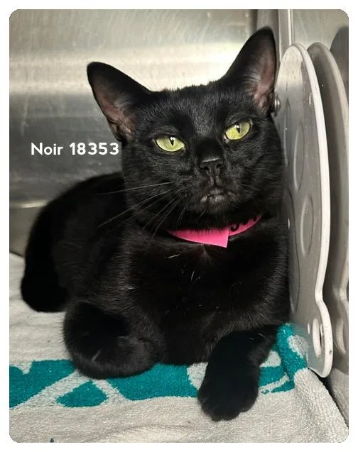 A young medium-sized female Black Domestic Short Hair cat named Noir for adoption in Marietta, GA