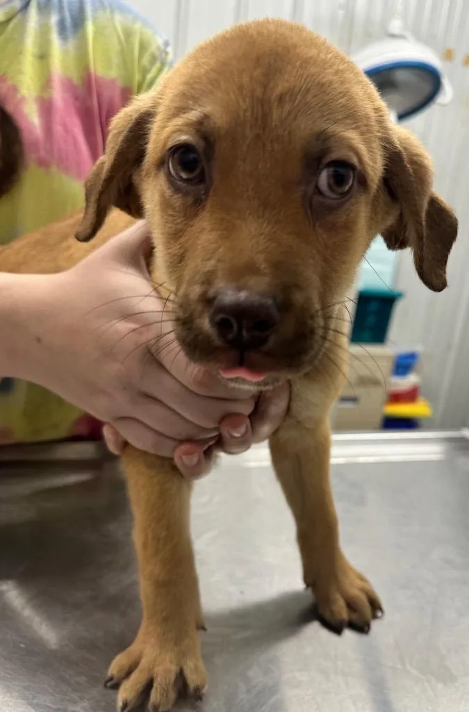 A baby small-sized male Mixed Breed dog named Bruno for adoption in Hillsdale, IN