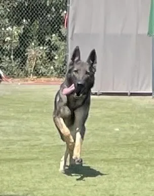 An adult medium-sized female Sable German Shepherd Dog dog named Sue for adoption in Glendale, AZ