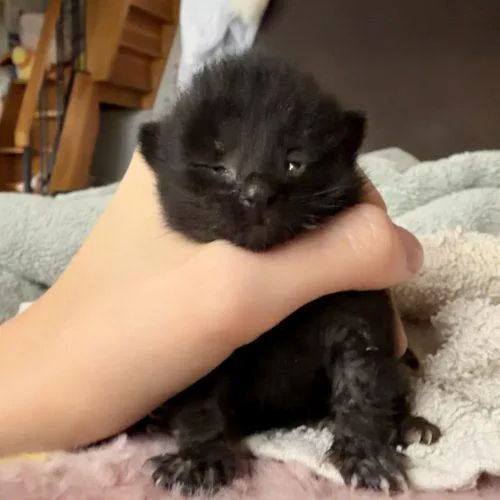A baby small-sized male Black Domestic Short Hair cat named Teddy for adoption in Tipp City, OH