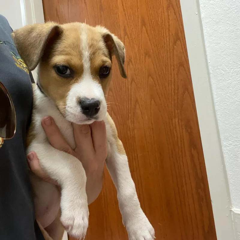 A baby medium-sized female Brown / Chocolate Mixed Breed dog named Fudgsicle for adoption in West Palm Beach, FL