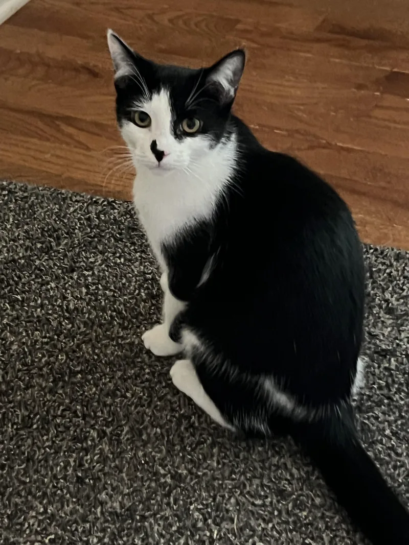 A young medium-sized female Black & White / Tuxedo Domestic Short Hair cat named Betsy Ross and Ben for adoption in Philadelphia, PA