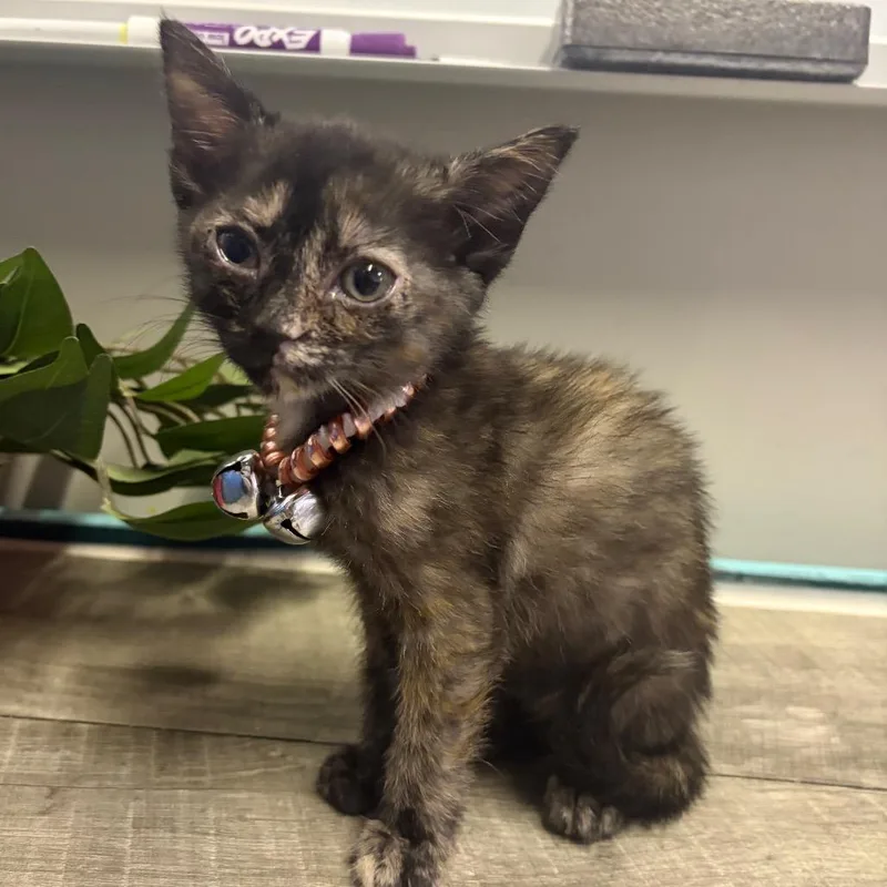 A baby small-sized female Tortoiseshell Domestic Short Hair cat named Charley for adoption in Mocksville, NC