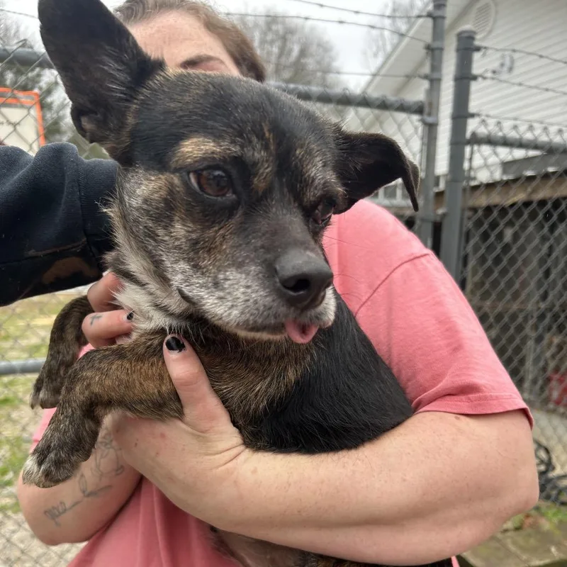 An adult small-sized female Black Chihuahua dog named Sherry for adoption in Clanton, AL