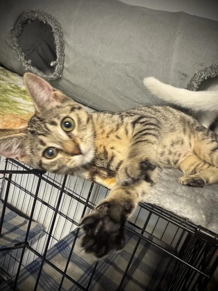 A baby small-sized female Domestic Short Hair cat named Belle for adoption in Jackson, GA