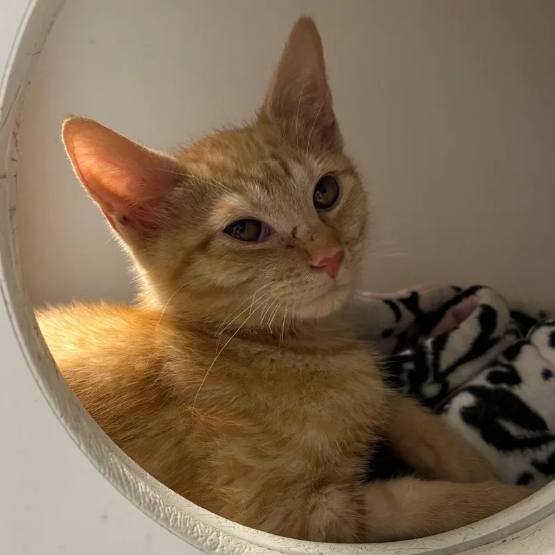 A baby small-sized male Orange / Red Domestic Short Hair cat named Butternut for adoption in Naperville, IL
