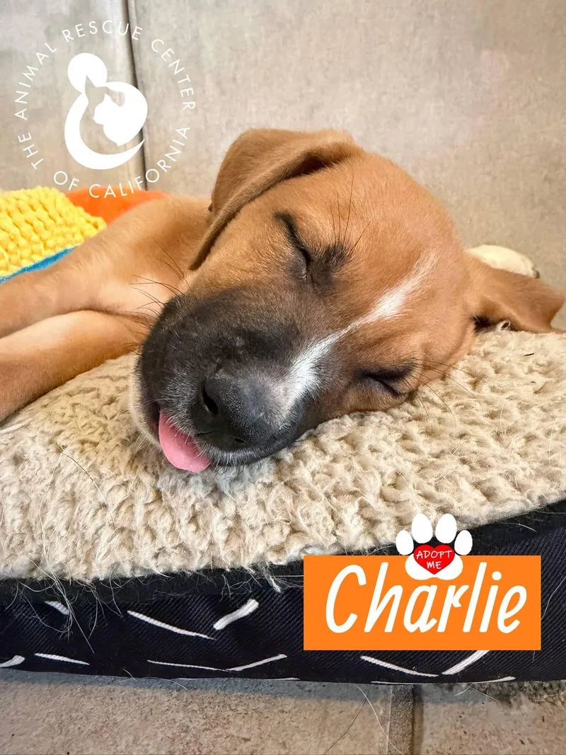 Charlie