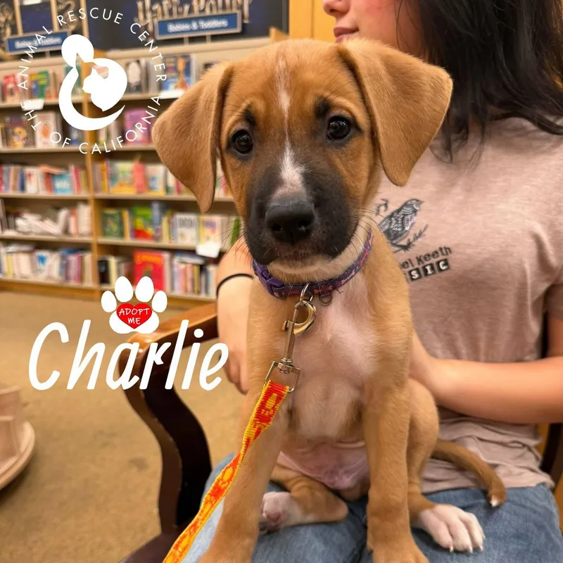 Charlie thumbnail 3