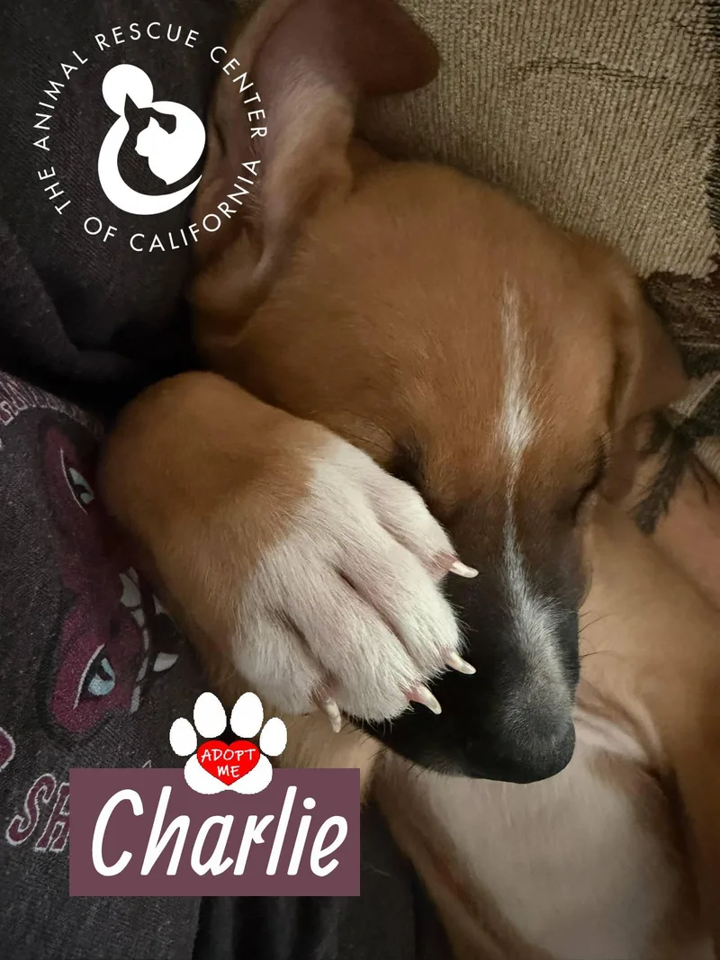 Charlie thumbnail 4