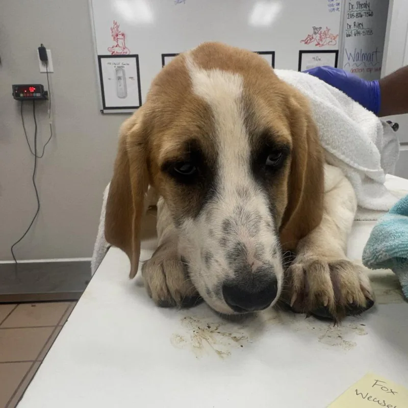 A baby medium-sized male White / Cream Hound dog named Jack for adoption in Starkville, MS