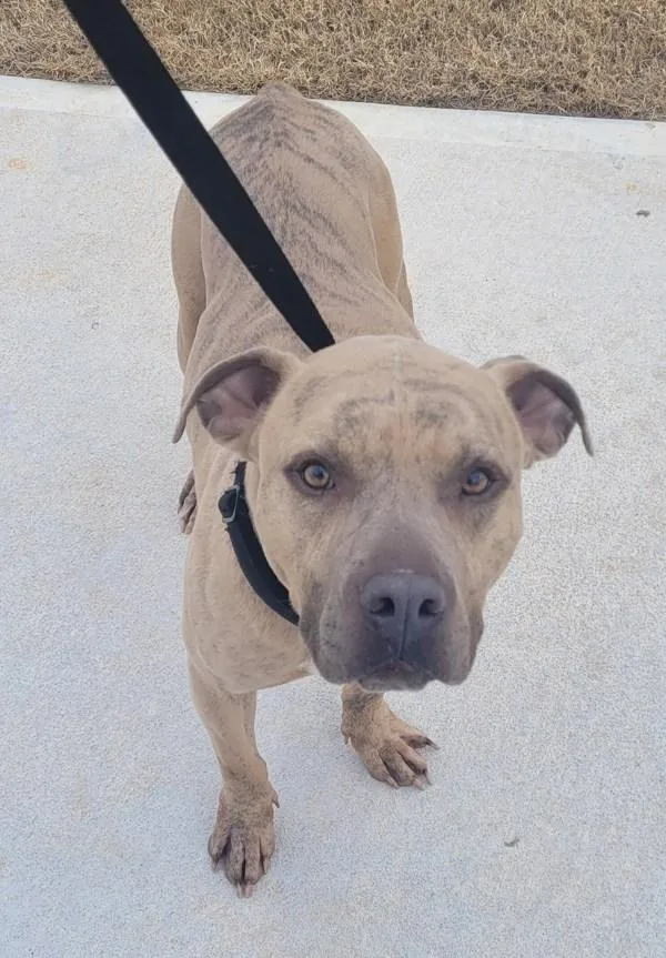 Pen  Rhino Hw+ thumbnail 2