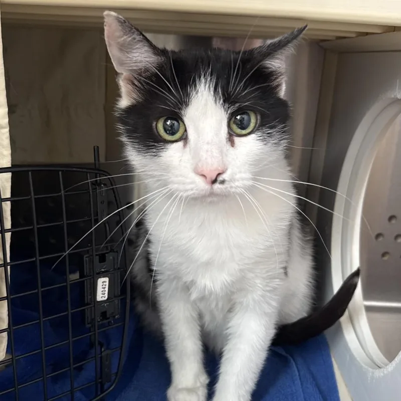 An adult medium-sized female Black Domestic Short Hair cat named Remi for adoption in Lynchburg, VA