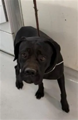 A young medium-sized female Cane Corso dog named Stormy for adoption in Baldwin Park, CA