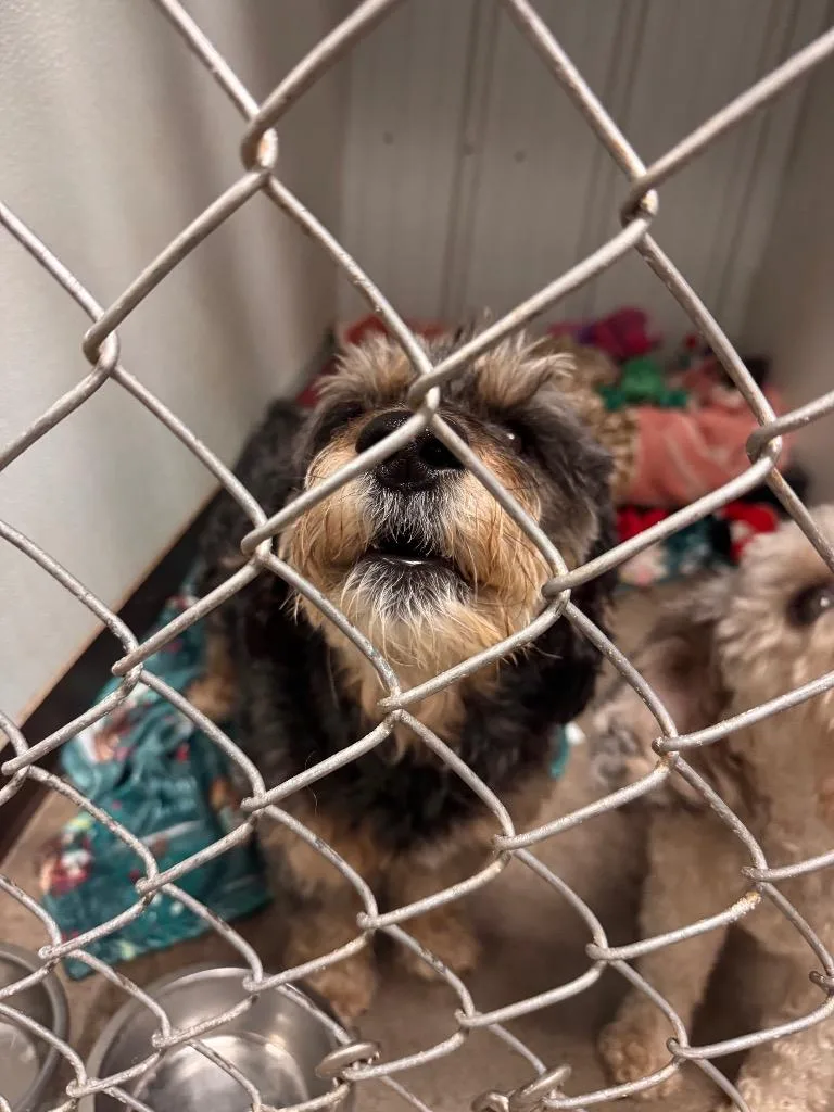 An adult small-sized male Poodle dog named Clyde for adoption in Pottsville, PA