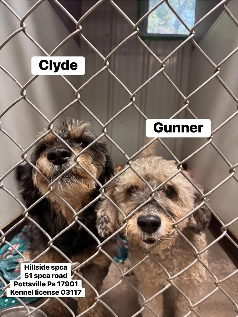 Clyde thumbnail 2