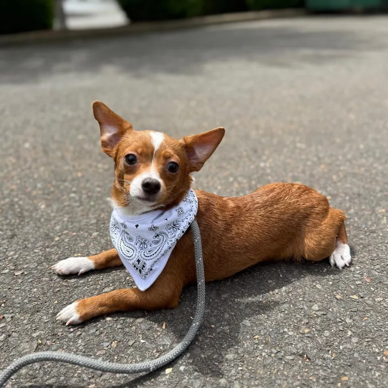A young small-sized male Brown / Chocolate Chihuahua dog named Tike for adoption in Newberg, OR