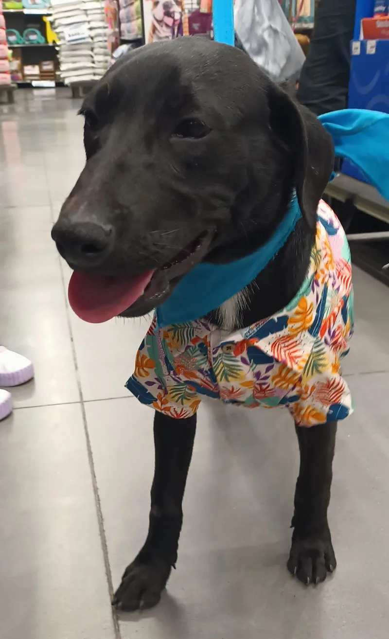 A baby medium-sized male Black Labrador Retriever dog named Jorel for adoption in Orange, CA