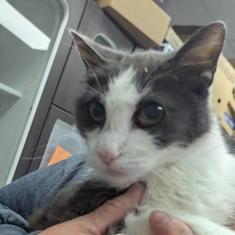 A senior small-sized male Gray / Blue / Silver Domestic Short Hair cat named Norman for adoption in Jeffersonville, IN