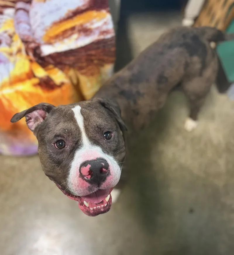An adult large-sized male Brindle Pit Bull Terrier dog named Jamison for adoption in Seneca, PA