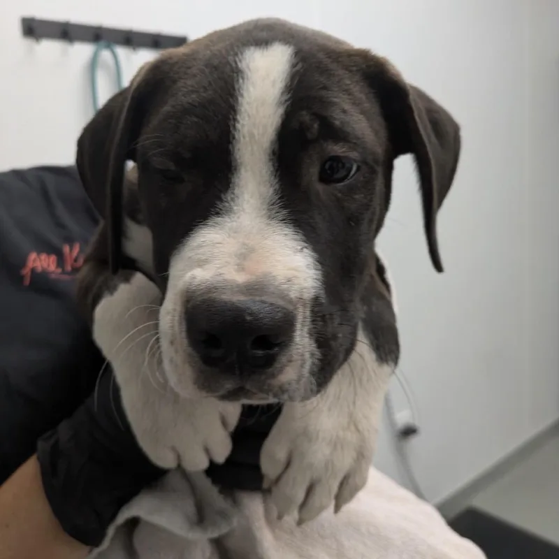 A baby medium-sized male Brown / Chocolate Terrier dog named Thackery for adoption in Abilene, TX